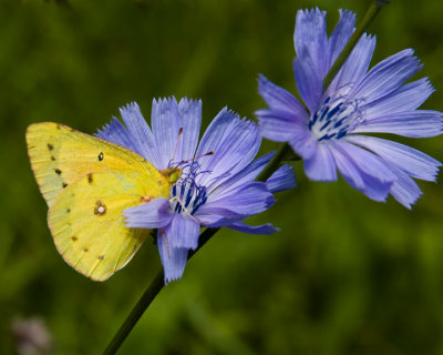 OrangeSulphur35R.jpg