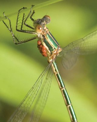 Dragonflies & Damsels