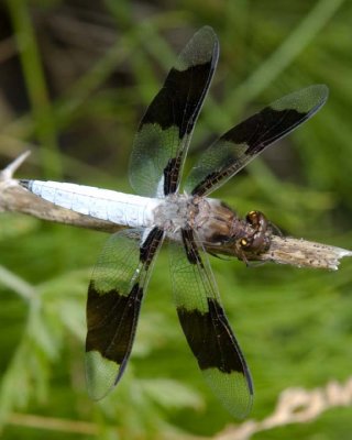 WhitetailDragonfly15.jpg