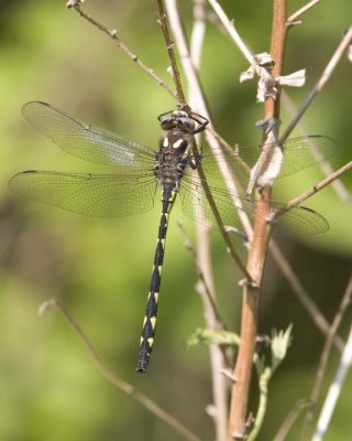 DeltaSpottedSpiketail2.jpg