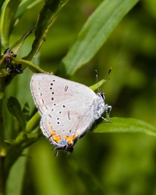 AcadianHairstreak3.jpg