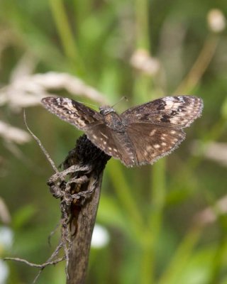 HoracesDuskywing4.jpg