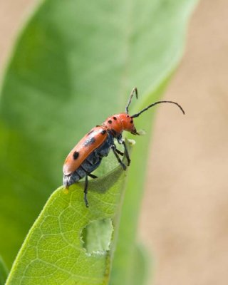 RedMilkweedBeetle3.jpg