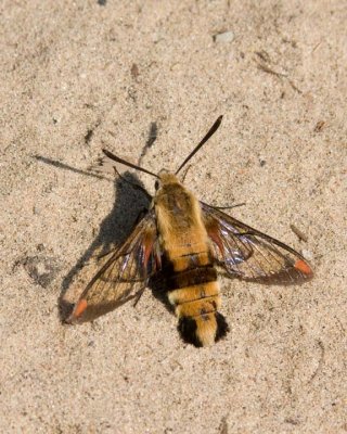 SnowberryClearwingMoth1.jpg