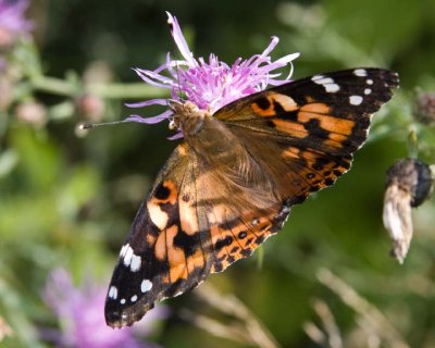 PaintedLady13R.jpg