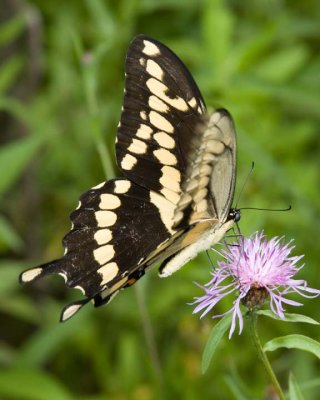 GiantSwallowtail24R.jpg