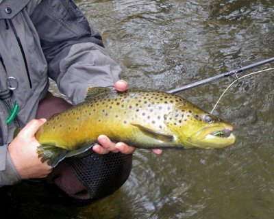 BrownTrout57.jpg