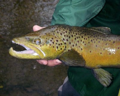 BrownTrout59.jpg