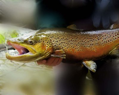 BrownTrout60.jpg