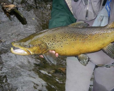 BrownTrout63.jpg