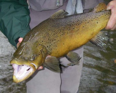 BrownTrout64.jpg