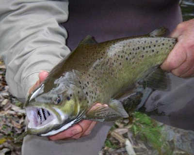 BrownTrout66.jpg