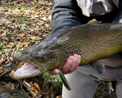 BrownTrout70.jpg