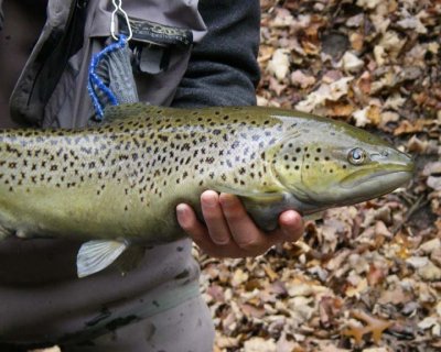 BrownTrout72.jpg