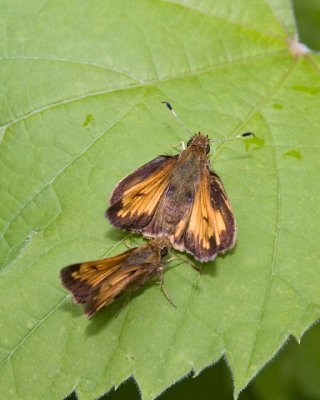 HobomokSkipper13.jpg