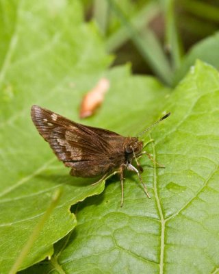 HobomokSkipper14.jpg