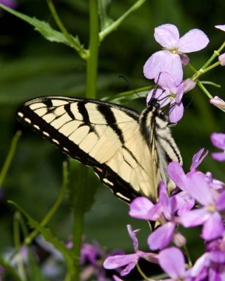 TigerSwallowtail47R.jpg