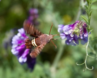 NessusSphinxMoth14R.jpg