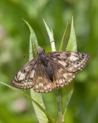 WildIndigoDuskywing1R.jpg