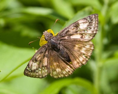WildIndigoDuskywing4R.jpg