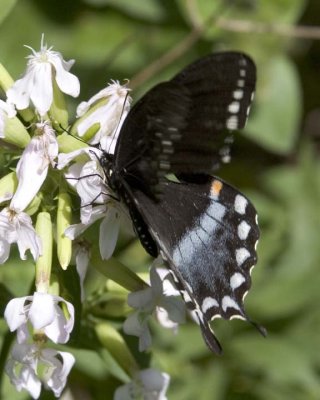 SpicebushSwallowtail17.jpg