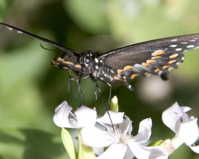 SpicebushSwallowtail22.jpg