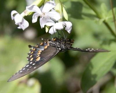 SpicebushSwallowtail23.jpg