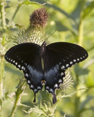 SpicebushSwallowtail26.jpg