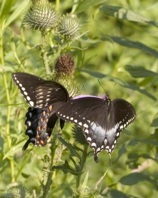 SpicebushSwallowtail29.jpg