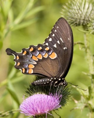 SpicebushSwallowtail33.jpg