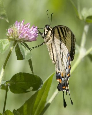 TigerSwallowtail40R.jpg