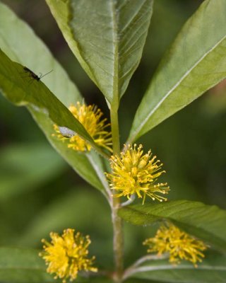 TuftedLoosestrife1.jpg