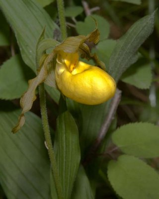 YellowLadySlipperOrchid7R.jpg