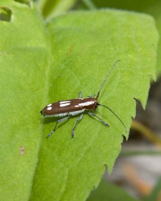 RoundHeadedAppleBorerBeetle2.jpg