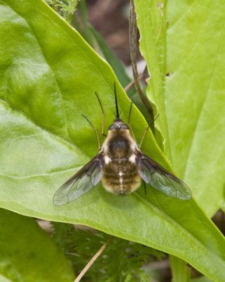 Bee Flies
