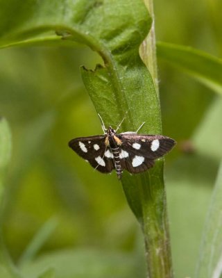 WhiteSpottedSableMoth1.jpg