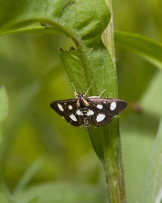 WhiteSpottedSableMoth1.jpg