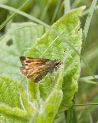IndianSkipper4.jpg