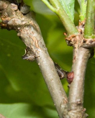 Treehoppers