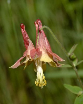 WildColumbine1R.jpg