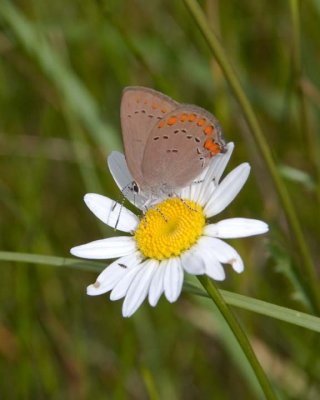 CoralHairstreak6R.jpg
