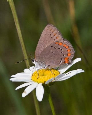 CoralHairstreak9R.jpg