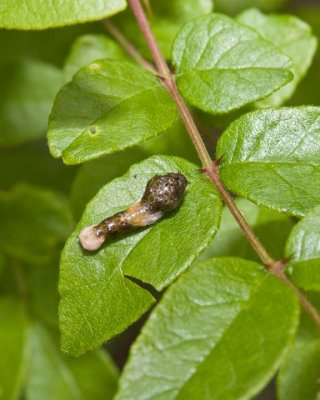 GiantSwallowtailCaterpillar1.jpg