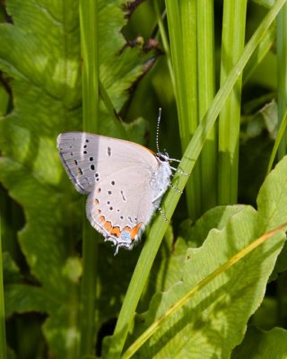 AcadianHairstreak1.jpg