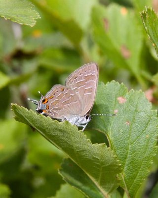 StripedHairstreak6.jpg