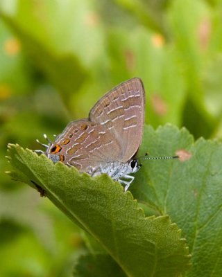 StripedHairstreak8.jpg
