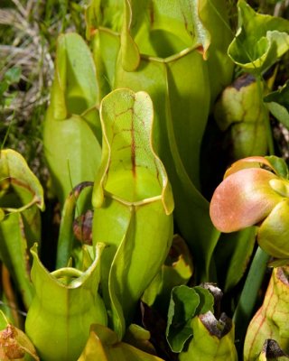 PitcherPlant11.jpg