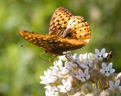 Fritillaries