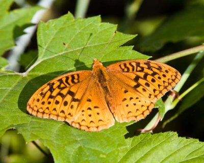 GreatSpangledFritillary19R.jpg