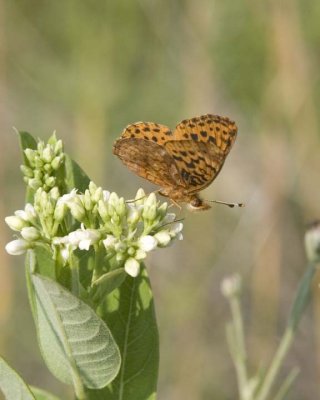 MeadowFritillary28.jpg